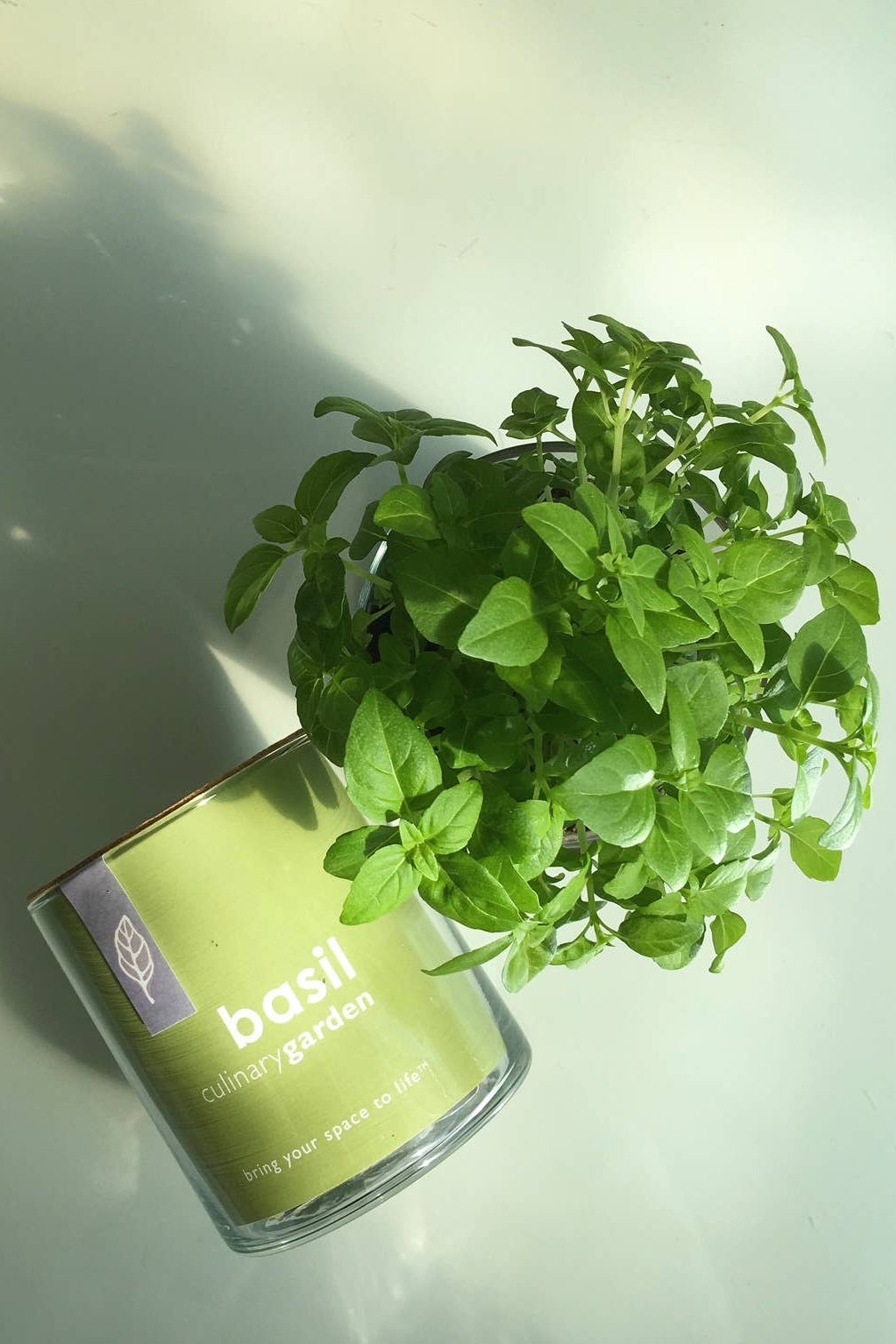 ESSENTIAL BASIC CULINARY GARDEN
