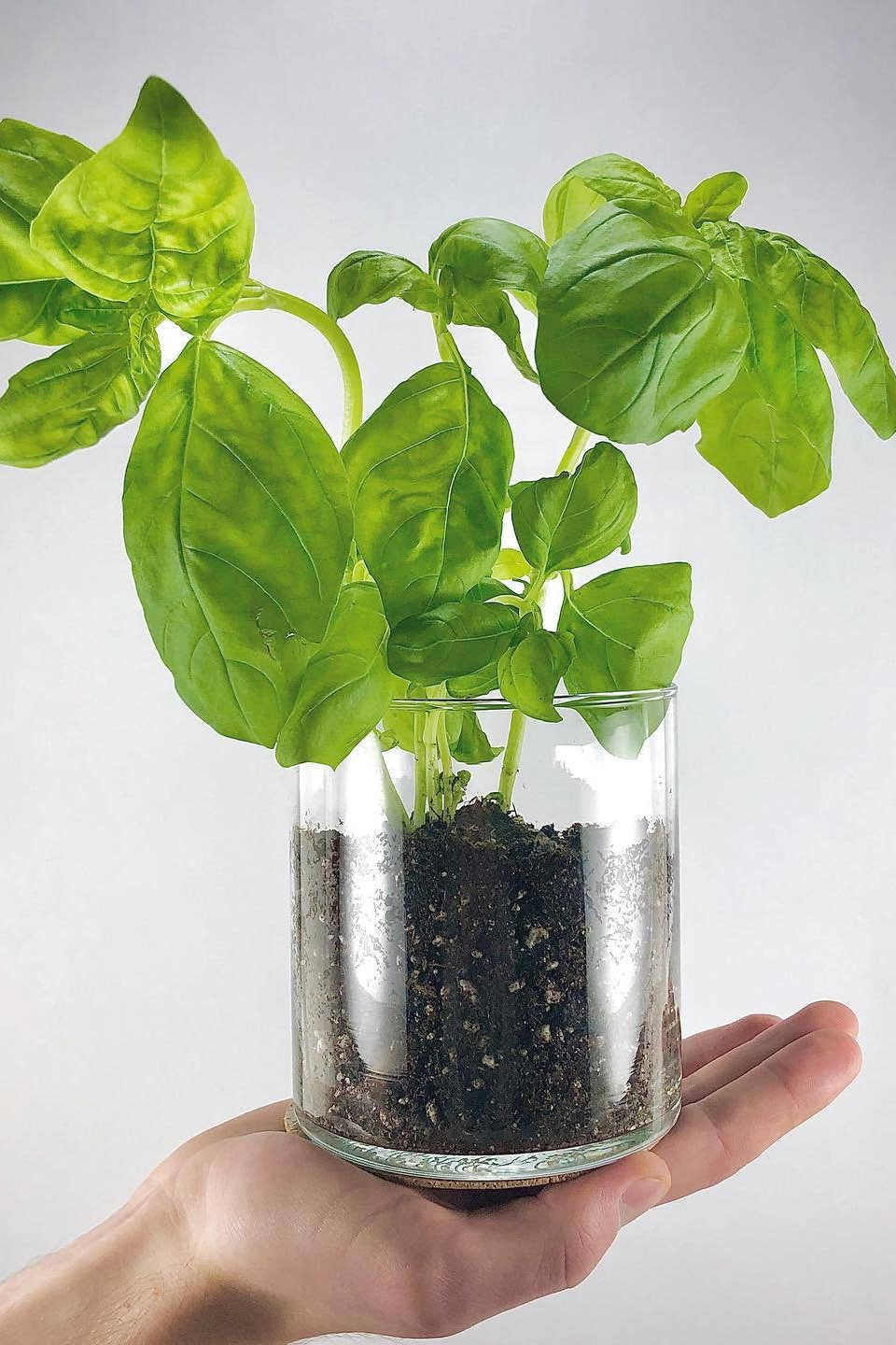 ESSENTIAL BASIC CULINARY GARDEN