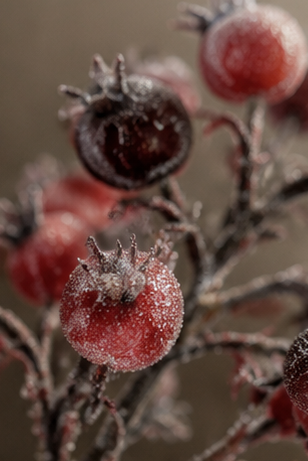 FROSTED BERRY BRANCH