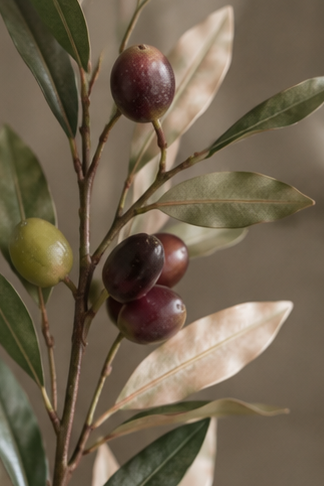 TUSCAN OLIVE BRANCH