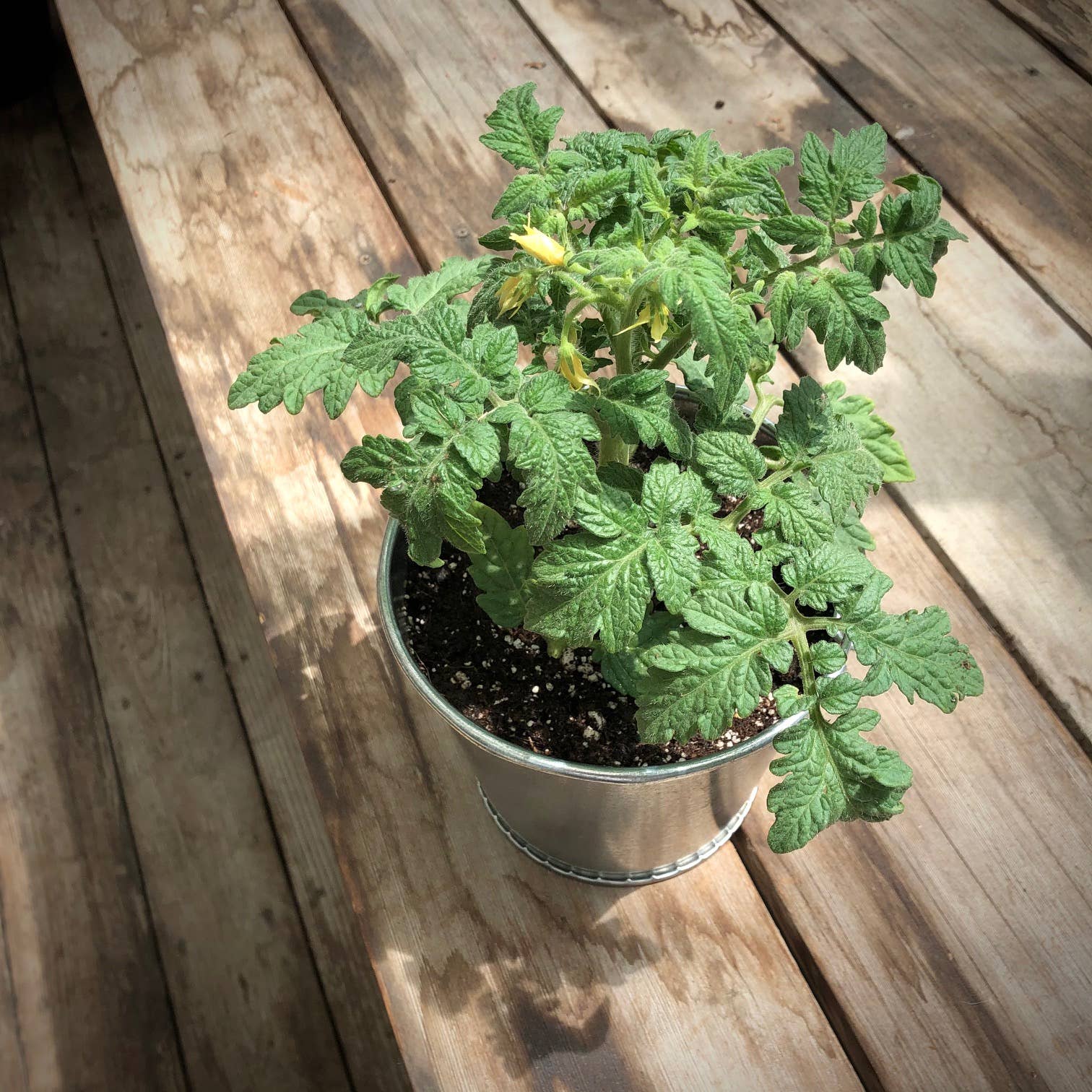 GARDEN IN A PAIL - TOMATO
