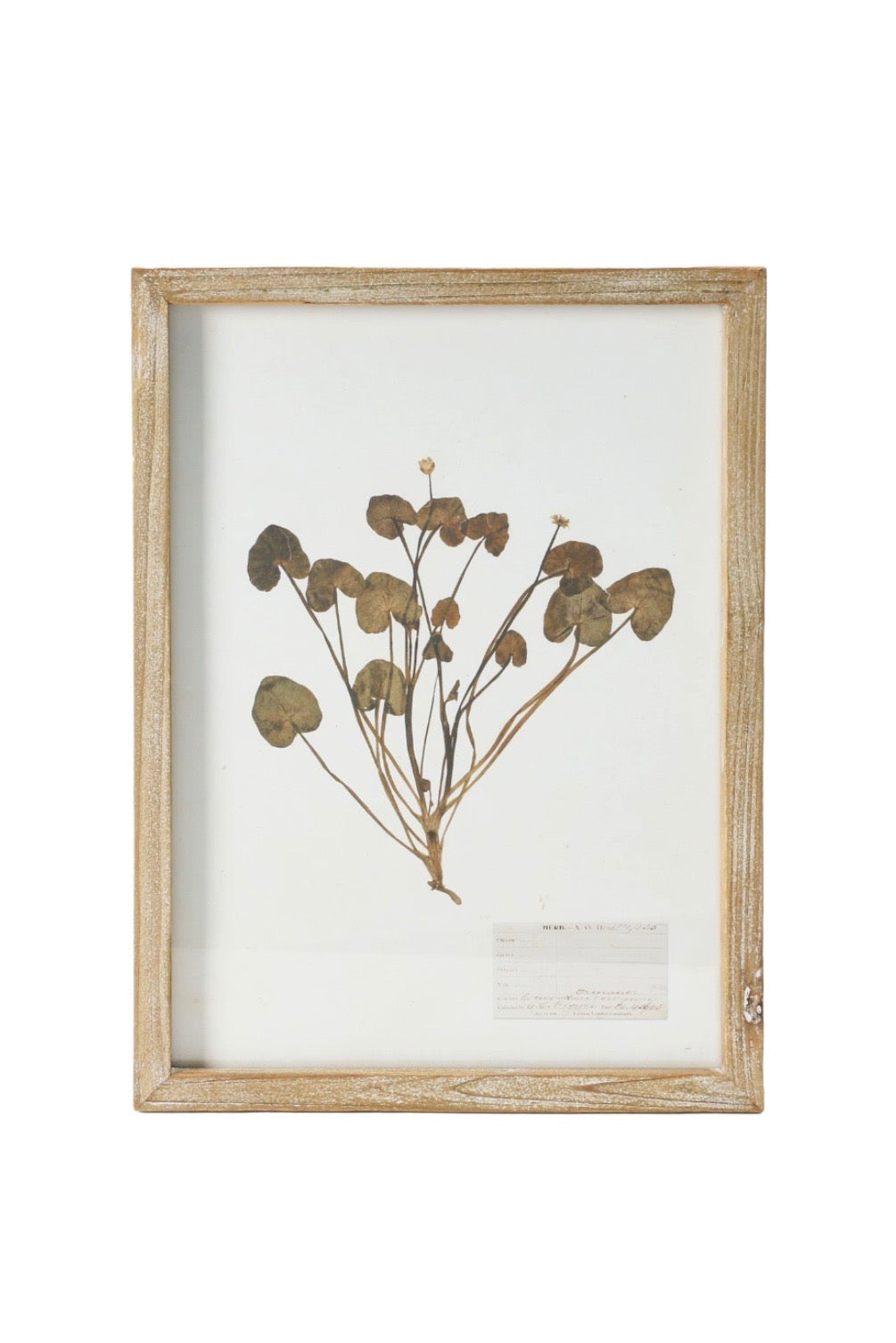 FRAMED BOTANICAL WALL DECOR