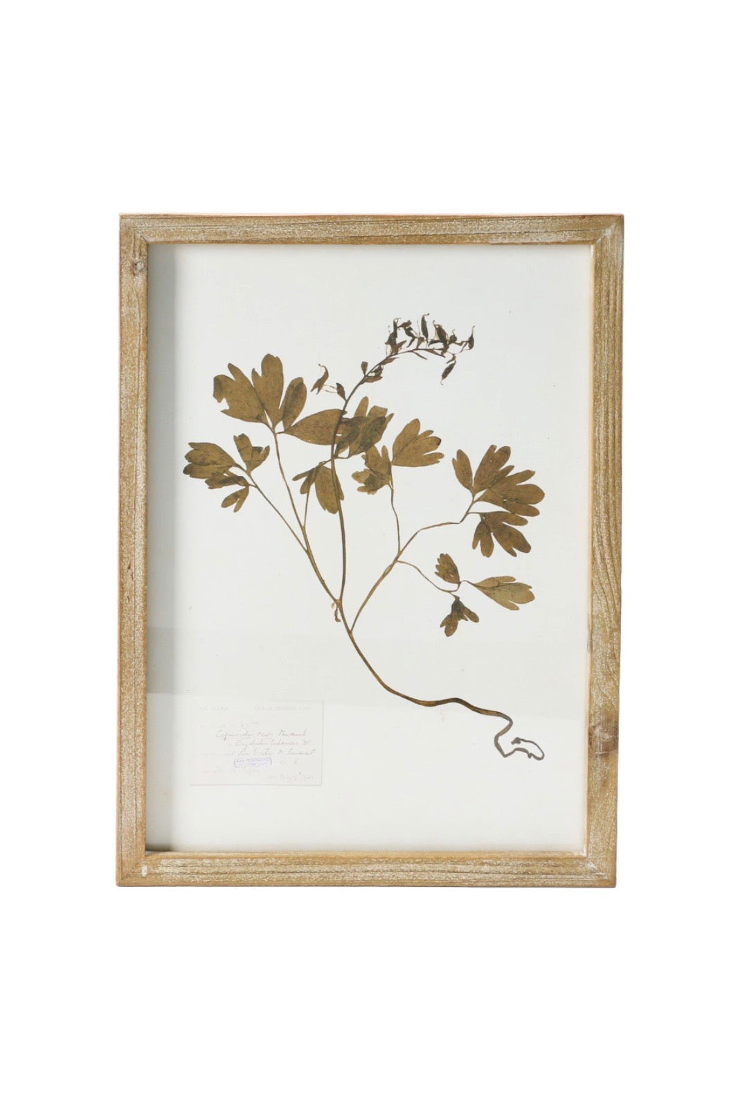 FRAMED BOTANICAL WALL DECOR