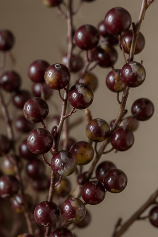 VINYARD BRANCH