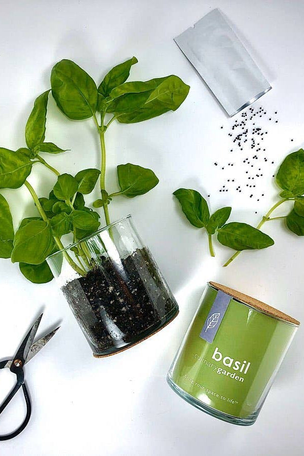 ESSENTIAL BASIC CULINARY GARDEN